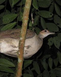 Great Tinamou