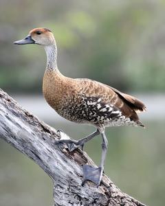 West Indian Whistling-Duck