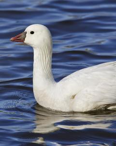 Ross's Goose