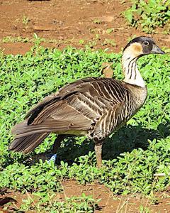 Hawaiian Goose