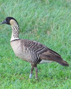 Hawaiian Goose