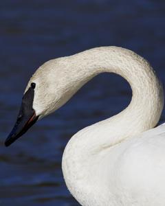 Trumpeter Swan