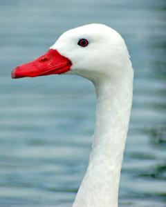 Coscoroba Swan