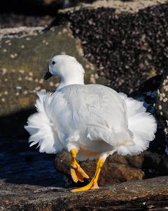Kelp Goose