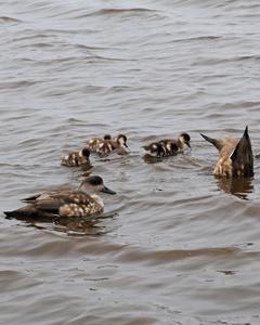 Crested Duck