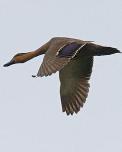 Philippine Duck