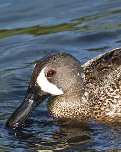 Blue-winged Teal