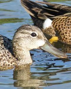 Blue-winged Teal