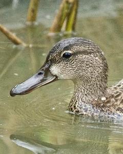 Blue-winged Teal