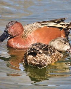 Cinnamon Teal