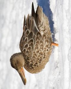 Northern Shoveler