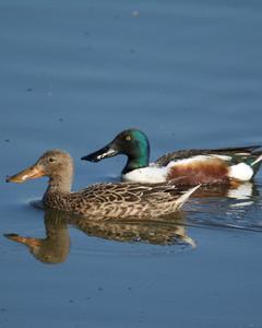 Northern Shoveler