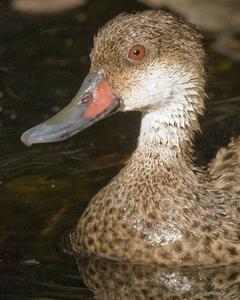 White-cheeked Pintail (Galapagos)