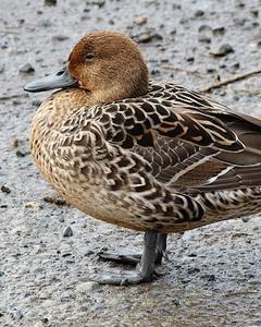 Northern Pintail