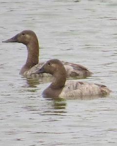 Canvasback