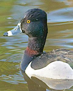 Ring-necked Duck