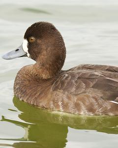 Lesser Scaup