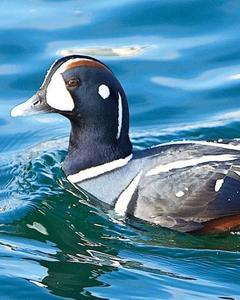 Harlequin Duck