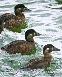 Surf Scoter