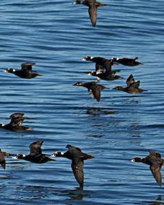 Surf Scoter