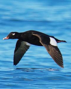 White-winged Scoter (North American)