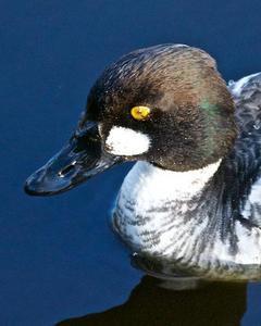 Common Goldeneye