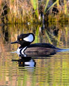 Hooded Merganser