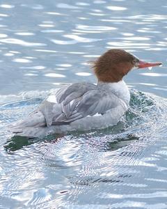 Common Merganser (North American)