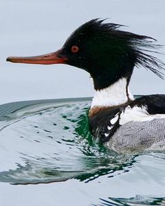 Red-breasted Merganser