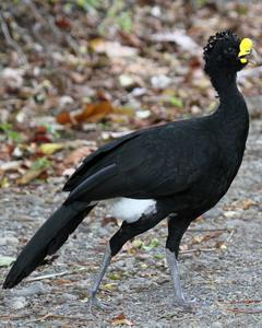 Great Curassow