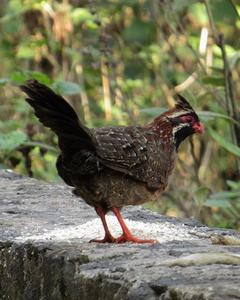 Long-tailed Wood-Partridge
