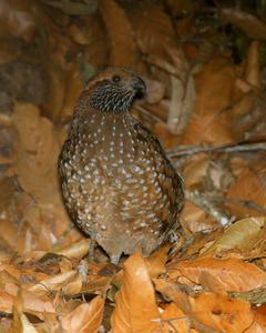 Spotted Wood-Quail