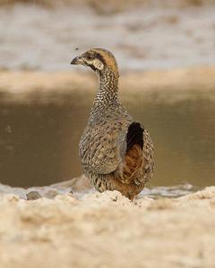 Chinese Francolin
