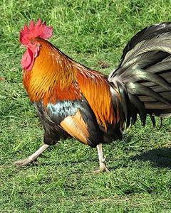 Red Junglefowl