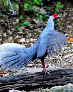 Kalij Pheasant