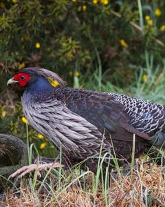 Kalij Pheasant