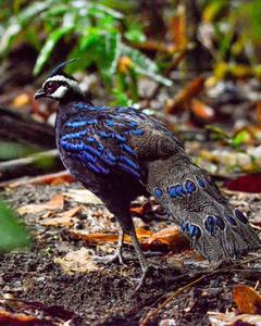 Palawan Peacock-Pheasant