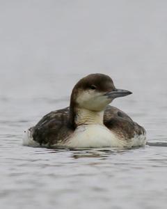 Arctic Loon