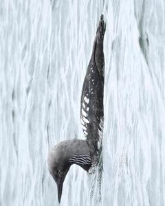 Pacific Loon