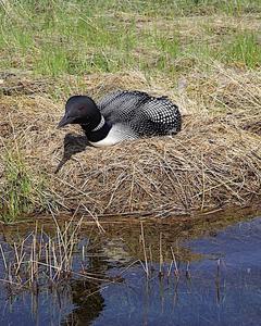 Common Loon