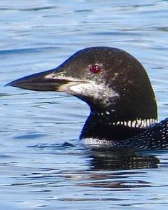 Common Loon