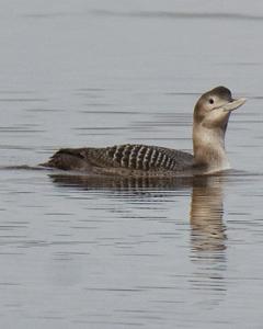 Yellow-billed Loon