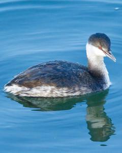 Horned Grebe