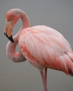 American/Greater Flamingo