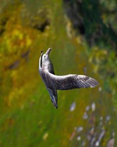 Northern/Southern Giant-Petrel