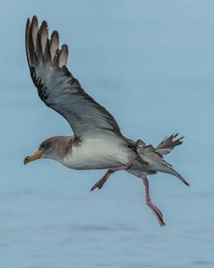 Cory's Shearwater (Scopoli's)