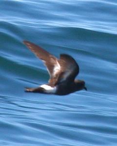 Pincoya Storm-Petrel