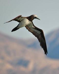 Brown Booby (Brewster's)