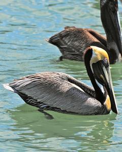 Brown Pelican (Atlantic)