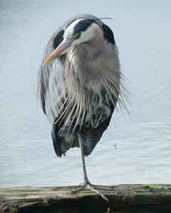 Great Blue Heron